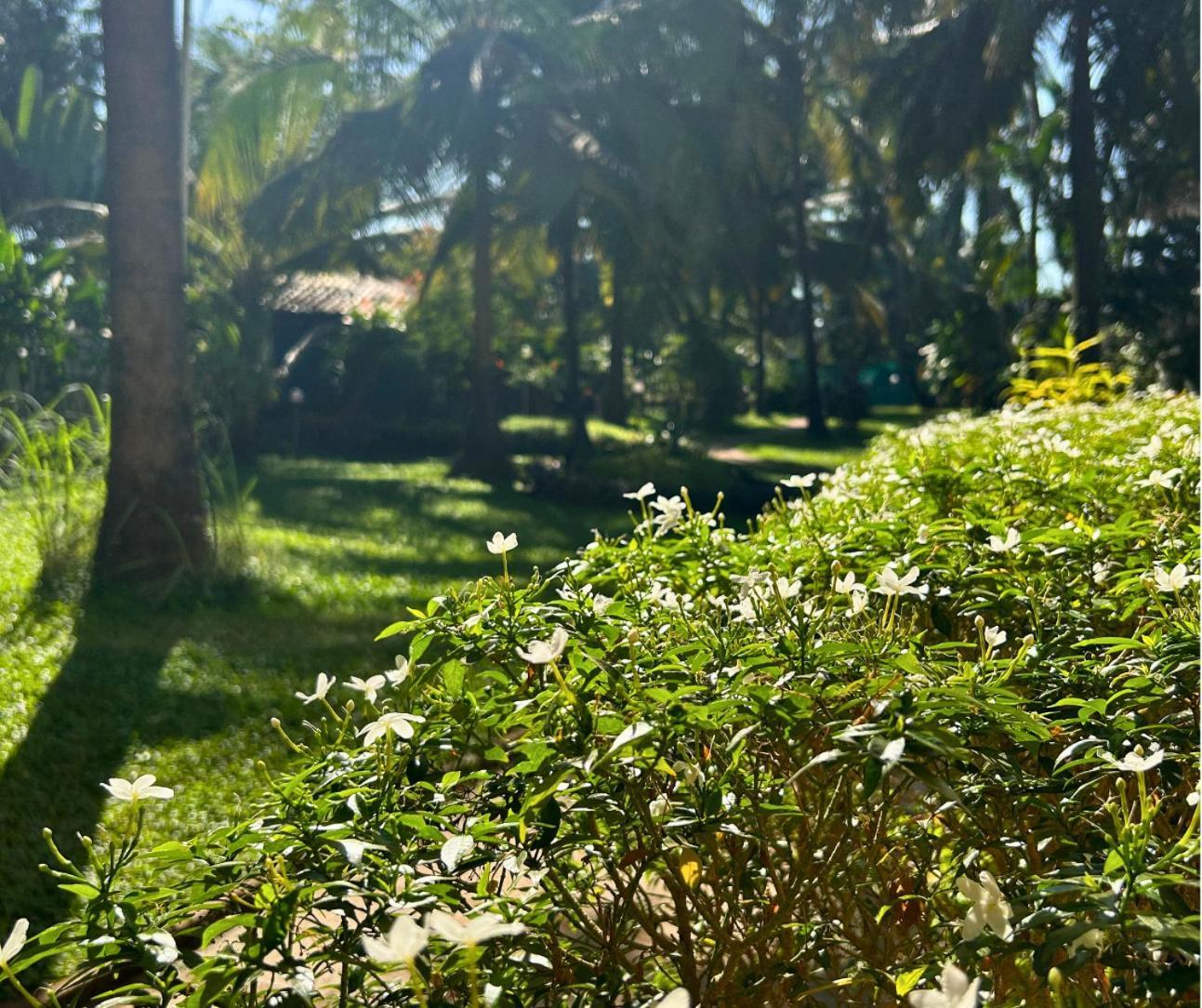 Jungle Hut-Annabelle'S Beach Apartments At Bernard Simao,Calangute,Goa 칸돌림 외부 사진