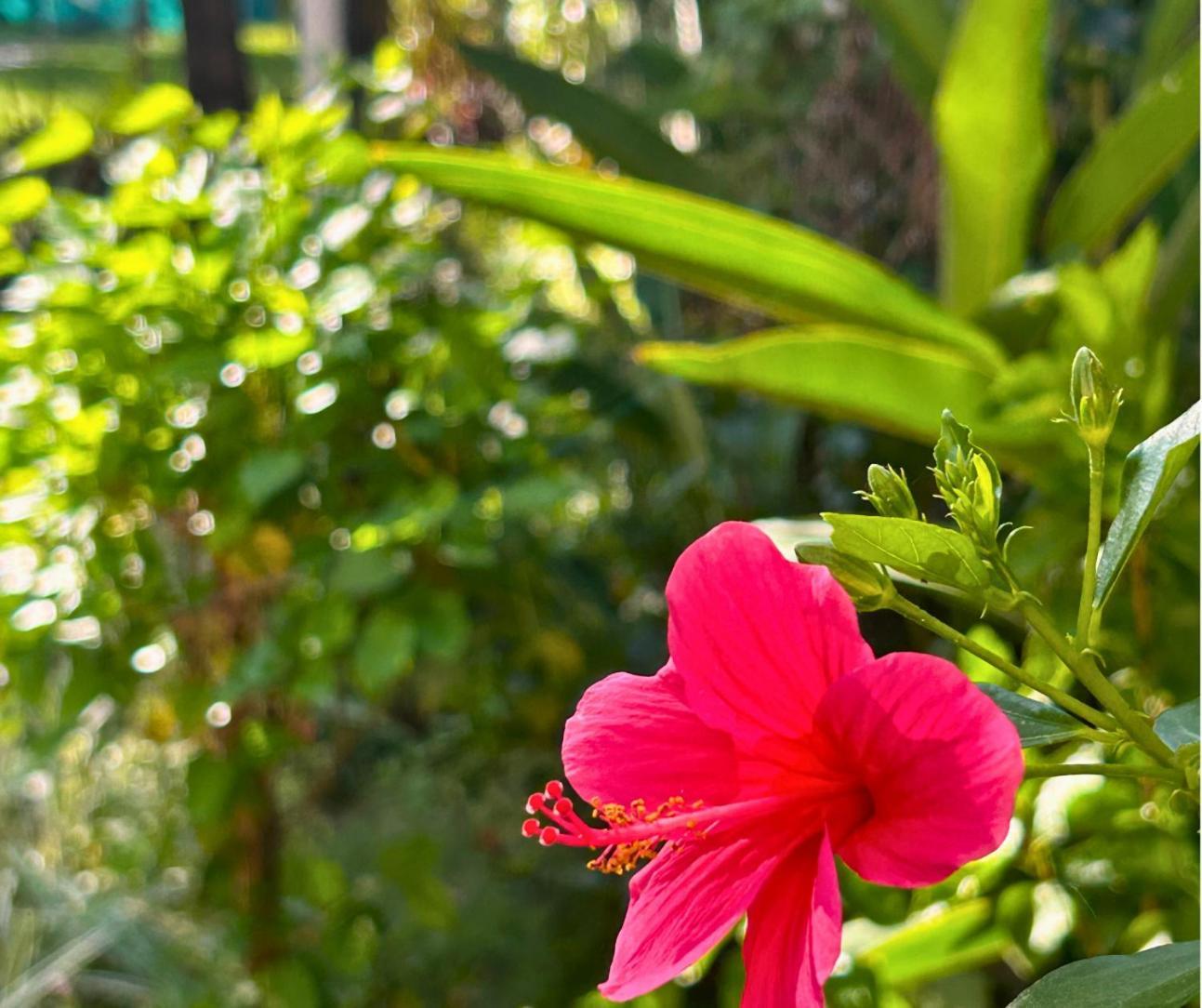 Jungle Hut-Annabelle'S Beach Apartments At Bernard Simao,Calangute,Goa 칸돌림 외부 사진